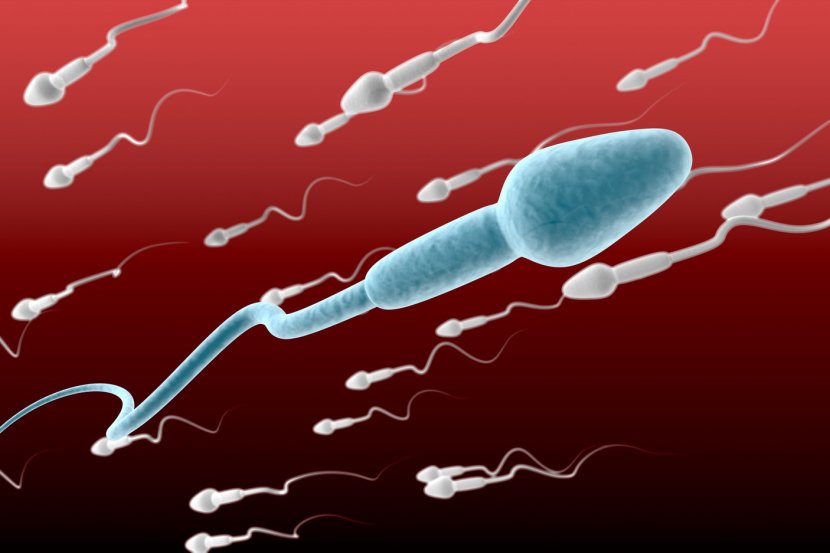 sperm and infertility