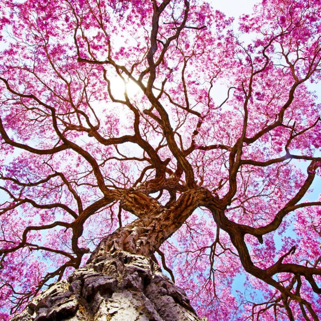 taheebo tree image