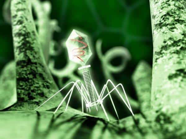 bacteriophage image