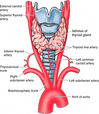 artery in throat